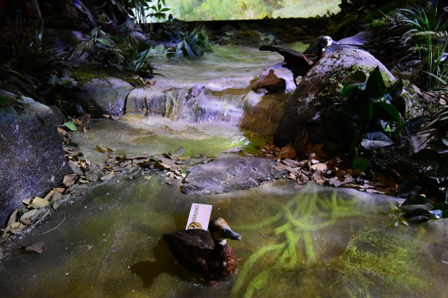 白脸树鸭 (1).jpg