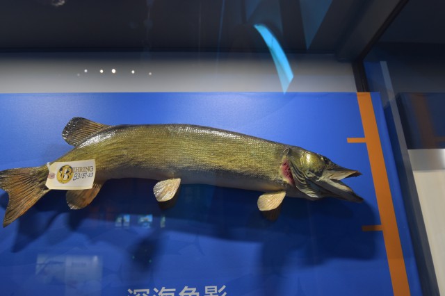 白斑狗鱼.jpg