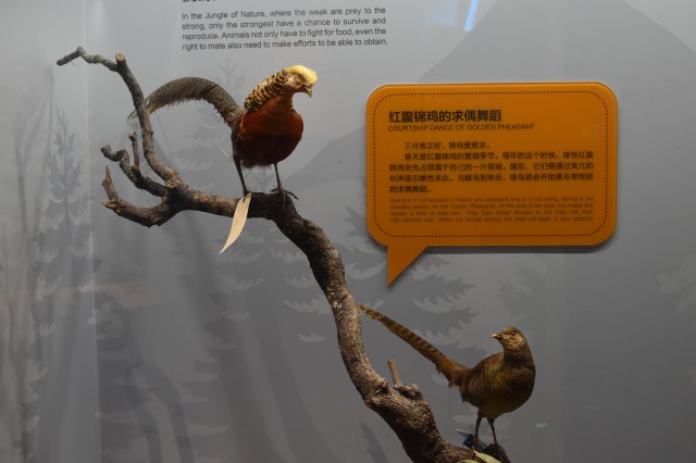 红腹锦鸡.jpg