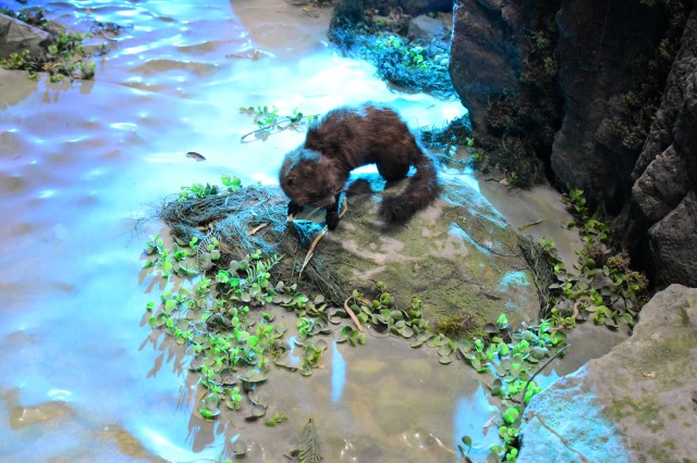 美洲水貂.jpg
