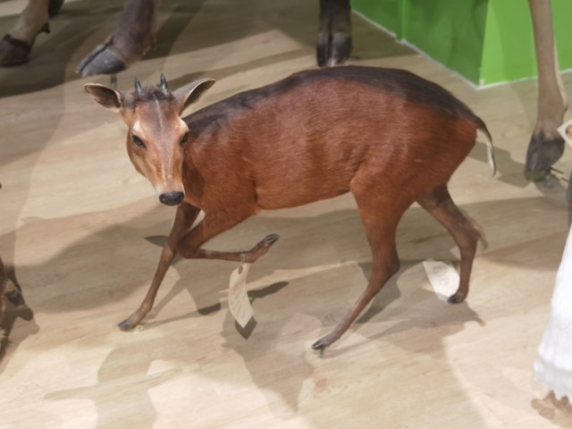 红腰小羚羊.jpg